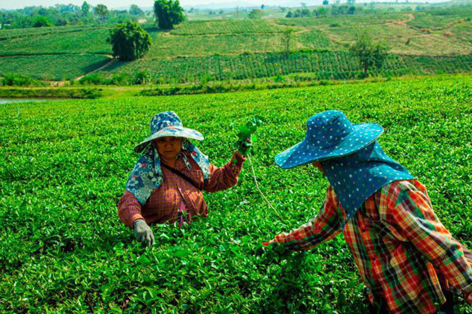 chiang rai sur mesure en français