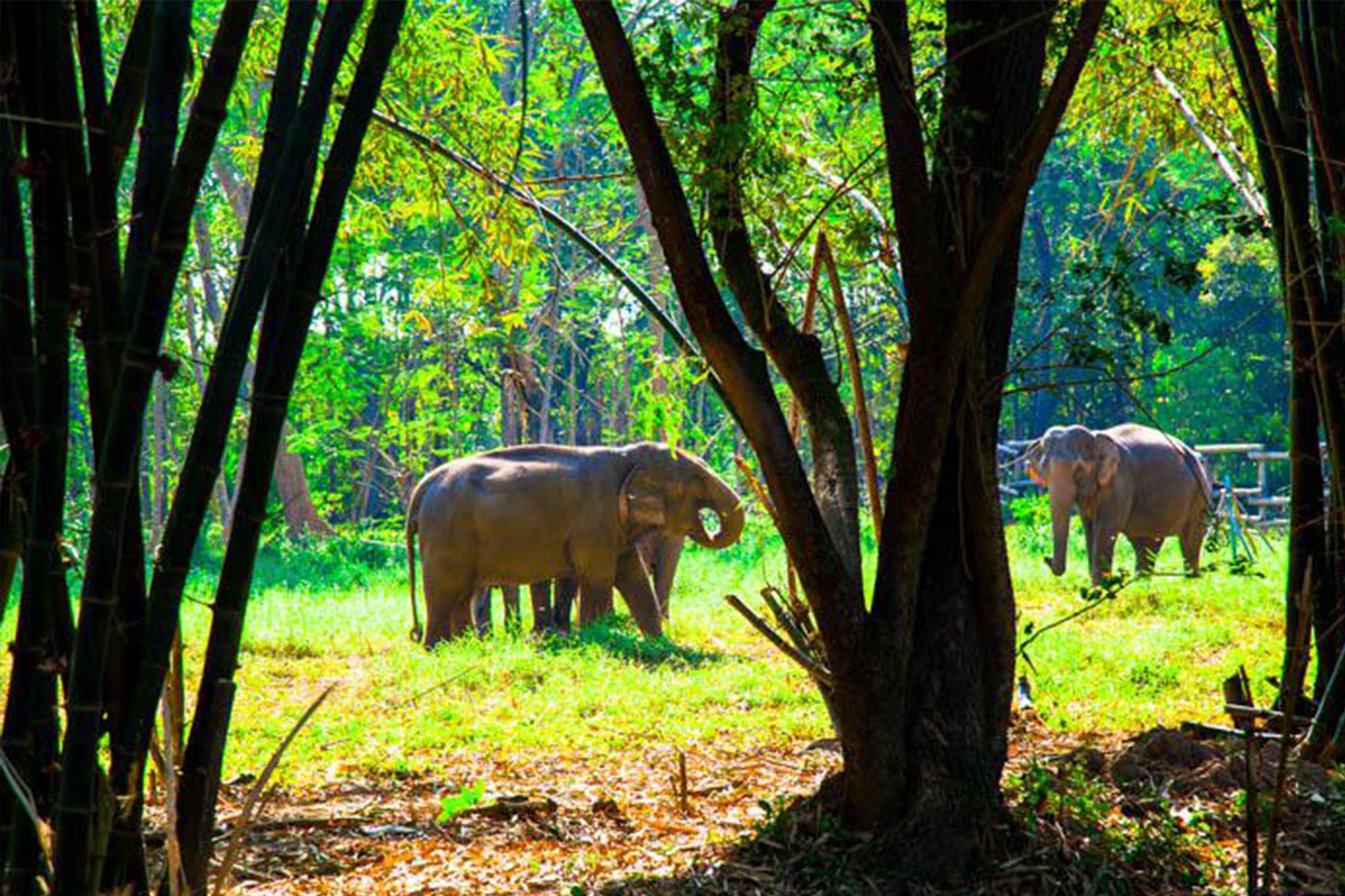 chiang rai sur mesure en français