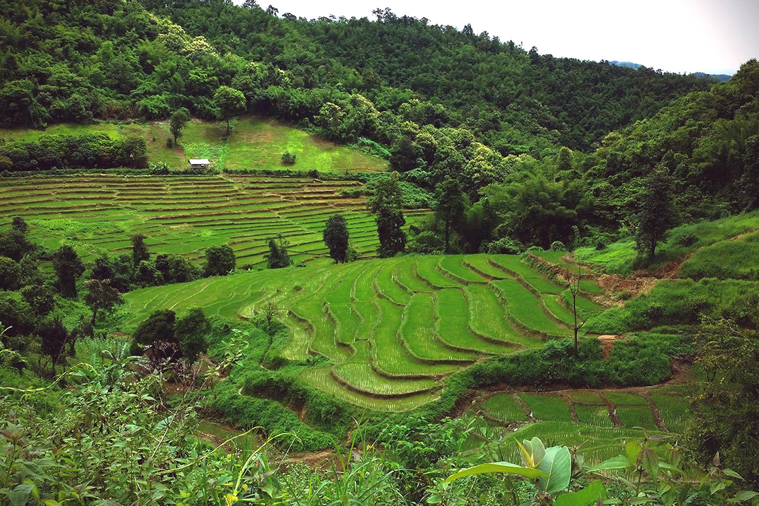 trek de 2 jours / 1 nuit dans les montagnes de chiang rai